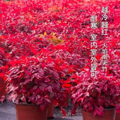 红宝石 火焰南天竹越冷越红耐寒抗冻花卉红叶彩叶变色中国红庭院
