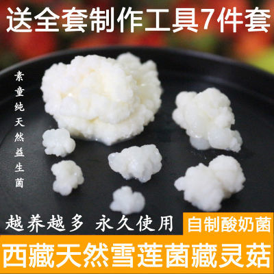 素童西藏雪莲菌种 藏灵菇 天山雪莲菌自制发酵酸奶菌种家用食用菌