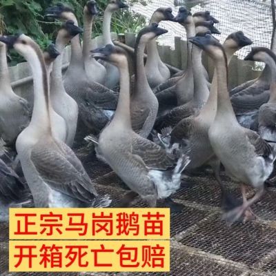 正宗广东大种马岗鹅苗活体小鹅苗黑棕鹅白鹅苗纯种小鹅仔批发灰鹅