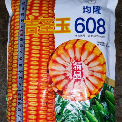 吉圣玉608国审玉米种子高产棒大包尖好适应性广