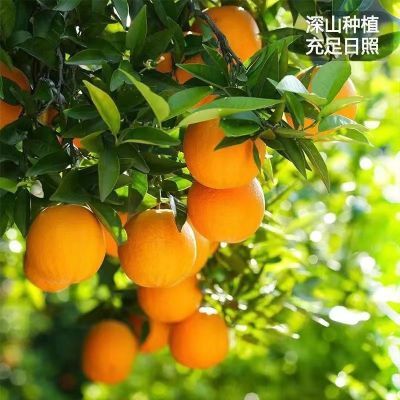 当季金堂脐橙3-6斤精品果四川特产新鲜橙子甜橙水果非夏橙赣南橙