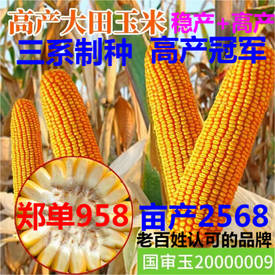 高产玉米种子国审郑单958矮杆大棒抗病抗倒春播夏播玉米种直销