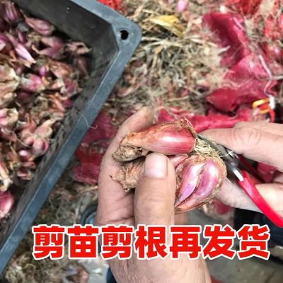 广东正宗红葱头红皮干香葱头种子食用香料新鲜农家红葱头可以批发