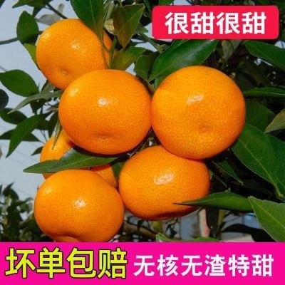 【新鲜】云南默科特蜜桔橘子当季薄皮蜜桔柑橘酸孕妇应季水果