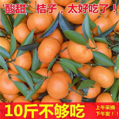广东省正宗新鲜酸甜桔子应季水果桔橘子薄皮年桔现摘直发孕妇水果