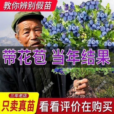 【活动中】蓝莓树苗果树苗组培当年结果带花带果南方北方盆栽抗寒