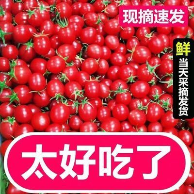 广西千禧小番茄玲珑圣女果 新鲜应季蔬菜水果 露天自然熟