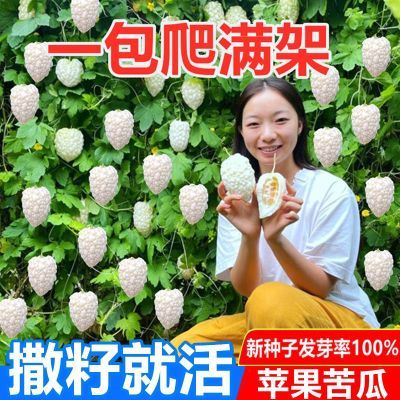 苹果苦瓜种子四季甘甜水果苦瓜种子进口台湾苹果苦瓜种子蔬菜种子