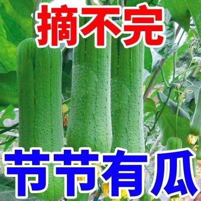 高产特大肉丝瓜种春夏秋季特长丝瓜籽农家庭院爬藤种子蔬菜菜种子