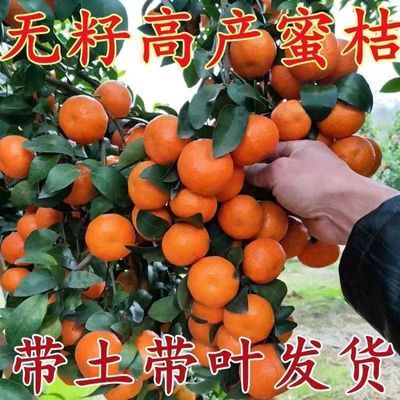 【新品促销】无籽砂糖橘果树苗南北方种植蜜桔苗当年结果橘子树苗