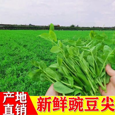 四川豌豆尖新鲜蔬菜豌豆苗火锅食材配菜当季蔬菜批发非豌豆种子