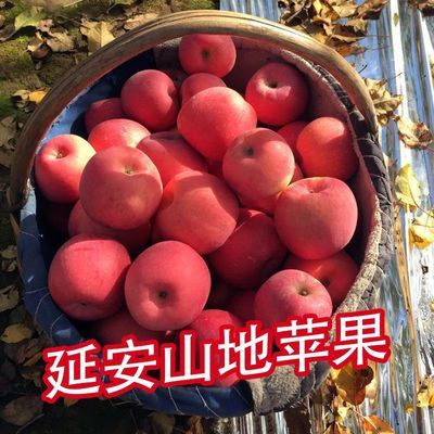 陕西延安红富士苹果新鲜水果整箱苹果糖心