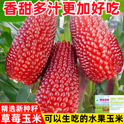 超甜水果玉米种子高产大棒甜糯草莓菠萝玉米早熟小玉米蔬菜种子