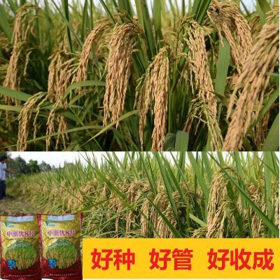 中浙优8号1号10号优质高产水稻种子杂交稻谷种子好吃原装正品新种