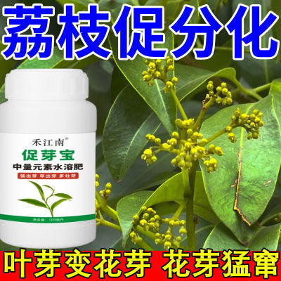 荔枝花芽分化素【细胞分裂素】打破休眠荔枝专用催花促花药催芽剂