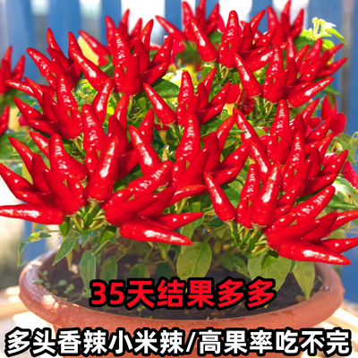 四季朝天椒种子七彩椒小米椒辣椒种子可食用庭院阳台盆栽蔬菜种子
