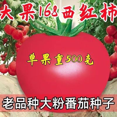 大果168西红柿种子超甜耐热老品种超级大号沙瓤南方四季蔬菜种子