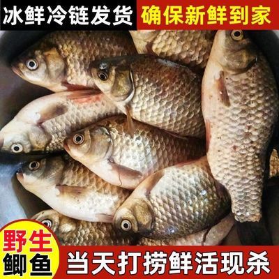 微山湖鲫鱼新鲜活鲫鱼鲜活现杀发货炖汤淡水鱼野生可食用