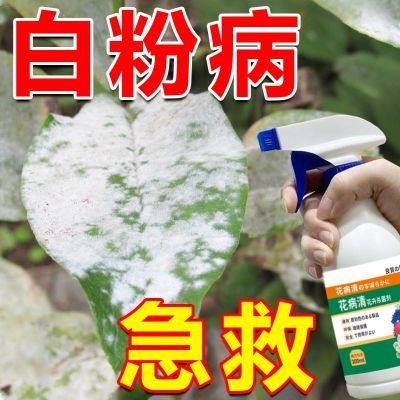 高效】白粉病急救月季长寿花白粉病黑斑病锈病花卉植物通用杀菌剂