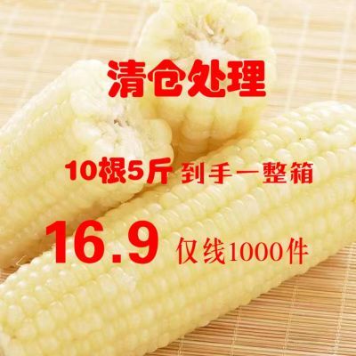 【清仓处理】东北新鲜甜糯白玉米10根5斤装独立真空包装玉米棒