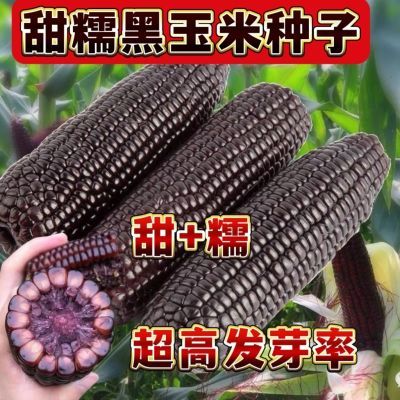 黑玉米种子甜糯粘玉米种子非转基因高产玉米种子超甜黑糯玉米种子