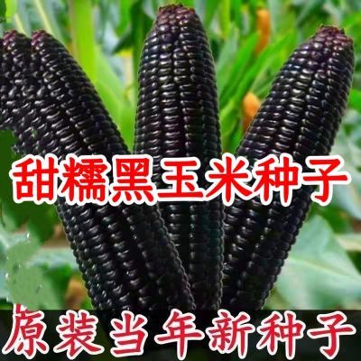 甜糯黑玉米种子高产黑糯米种子水果黑糯玉米种子非转基因粘玉米