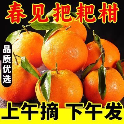 【地标产品】四川春见耙耙柑粑粑柑不知火丑橘桔子新鲜沃柑果冻橙