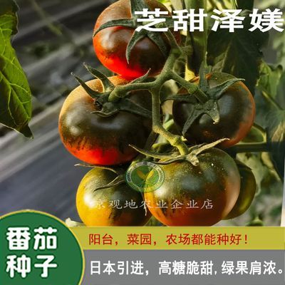 芝甜泽媄日本引进高糖超甜好吃草莓水果番茄盆栽四季西红柿种子
