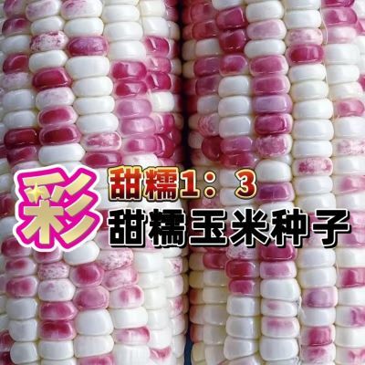 超甜彩糯玉米种子2024新种甜糯1:3非转基因水果玉米甜玉米粘玉米