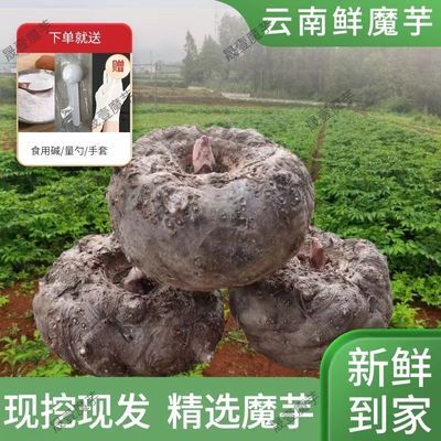 云南新鲜正宗魔芋农家大个挖现现挖豆腐原材料蔬菜批发原料自种
