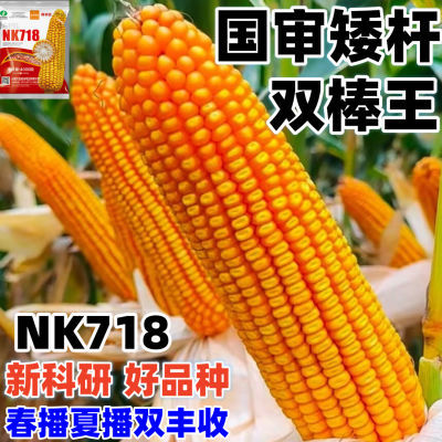 原装正品NK718杂交玉米种子大全高产正品农科院矮杆大棒抗旱苞谷