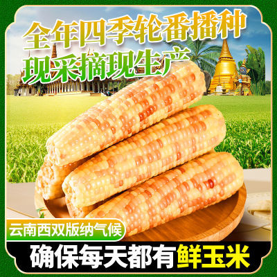 云南西双版纳玉米新鲜香糯真空包装即食花糯玉米棒代餐粘玉米