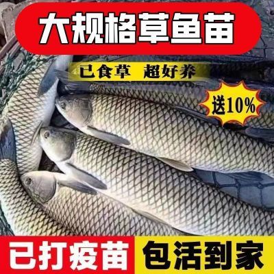 大草鱼苗(首单直降)淡水养殖食用特大规格脆肉半斤草鱼20厘米草鱼