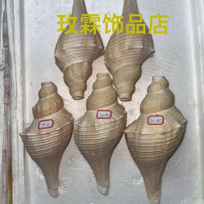 天然小角公螺号角 能吹响海螺号角 包邮天然贝壳海螺收藏道用成品