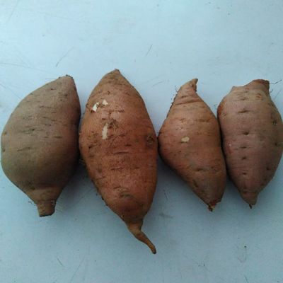 山东威海荣成特产蜂蜜罐新鲜红薯山芋番薯甜糯烤地瓜5斤装