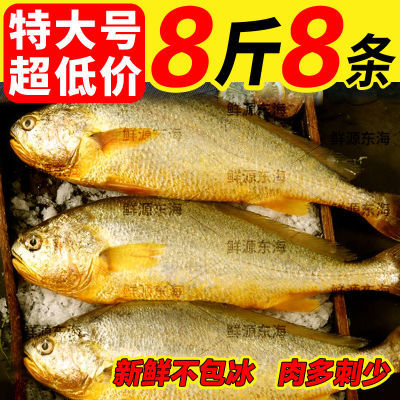 【顺风包邮】深海野生鱼王特大号黄姑鱼新鲜鱼海捕米鱼水产批发价
