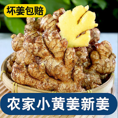 【批发】正宗云南小黄姜10斤新鲜嫩姜特级大肉姜蔬菜生姜1/3斤