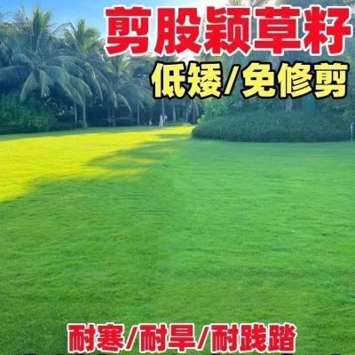 进口高档剪股颖耐热耐寒草籽室外庭院阳台免修剪草坪种子四季青