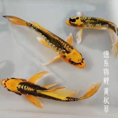 观赏鱼德系蓝龙鱼活体冷水龙凤锦鲤鲤鱼鱼苗金鱼纯种孔雀风水招财