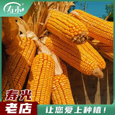 寿禾高产饲料玉米种子国审正品郑单958种籽早熟杂交特大南方良种
