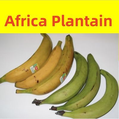 Africa Plantain for cooking un