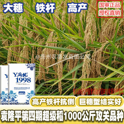 高产水稻种Y两优1998超高产杂交水稻种子高产谷种稻谷高产长稻种