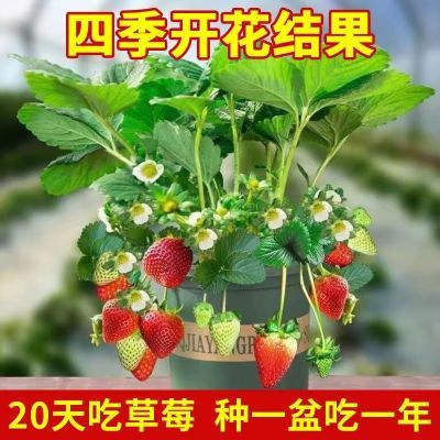 【20天结果】奶油草莓苗四季种植阳台室内外盆栽地栽草莓秧果树苗