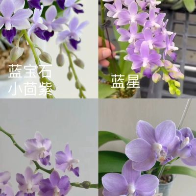 开花机器趣味蝴蝶兰紫式部小茴紫蓝宝石蓝星紫芋铃铛蓝色乔伊