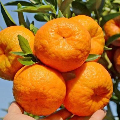 【热卖中】正宗芦柑新鲜水果批发应季当季桔子整箱橘子柑橘碰柑