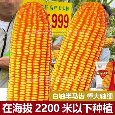 显玉999 矮杆杂交玉米种子批发价原装新种子大棒产量高粗根抗倒强
