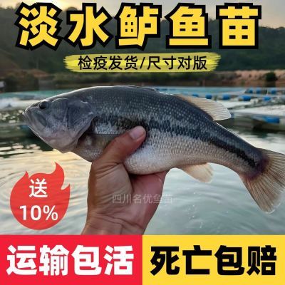 淡水鲈鱼苗加州鲈鱼大口黑鲈优鲈五号高密度养殖肉食性鱼包邮包活