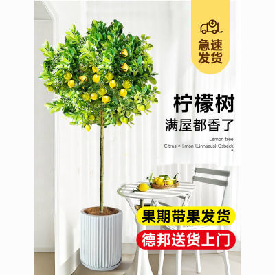 香水柠檬树盆栽树苗带果可食用客厅室内绿植大型植物阳台四季好养