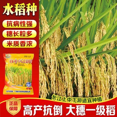 壮香优1205优质正品水稻种子抗病抗倒大穗大粒高产超级稻国审籼型