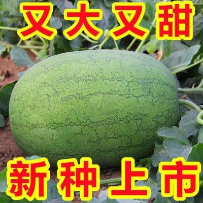 懒汉西瓜种子正品高产特大早熟四季播种少籽农科院西瓜水果种籽